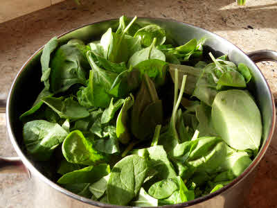 Fresh spinach leaves