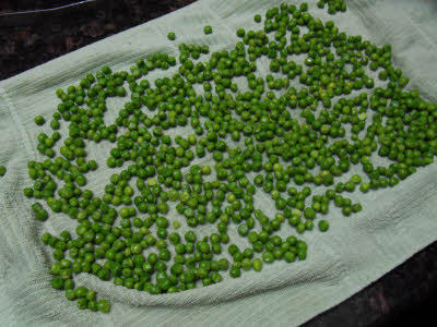 Cool the peas