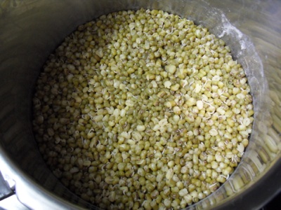 Boiled Sprouted Moong